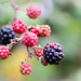 November blackberries - 02-11 by barrowlane