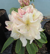 3rd Nov 2013 - Rhododendron 'King's Milkmaid'