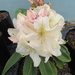 Rhododendron 'King's Milkmaid' by kiwiflora