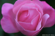 1st Nov 2013 - A Rose is a Rose...