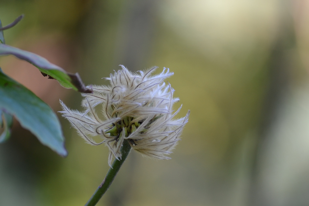 Fluffy seed head by ziggy77