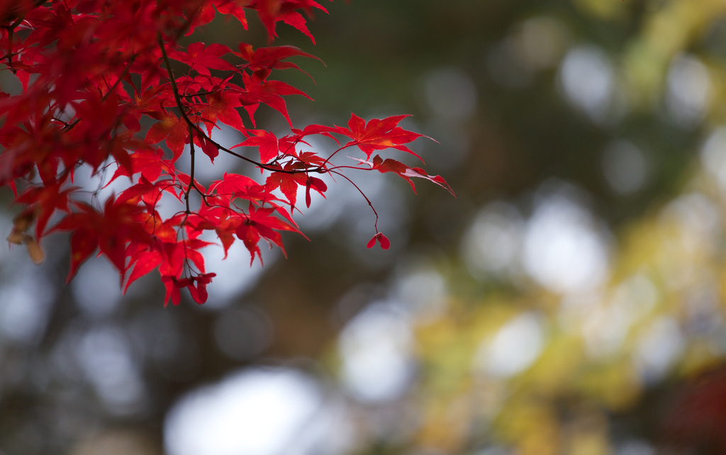 Japanese Maple in Sunlight by jyokota