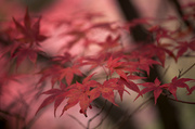 2nd Nov 2013 - Japanese Maple in Shade