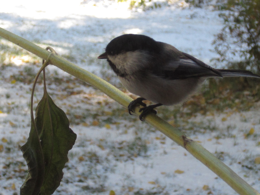 Another of Our Chickadee Friends by bjywamer