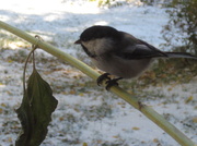 1st Nov 2013 - Another of Our Chickadee Friends