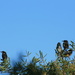 New Holland Honeyeaters by wenbow