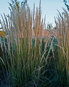 22nd Sep 2013 - ornamental grass