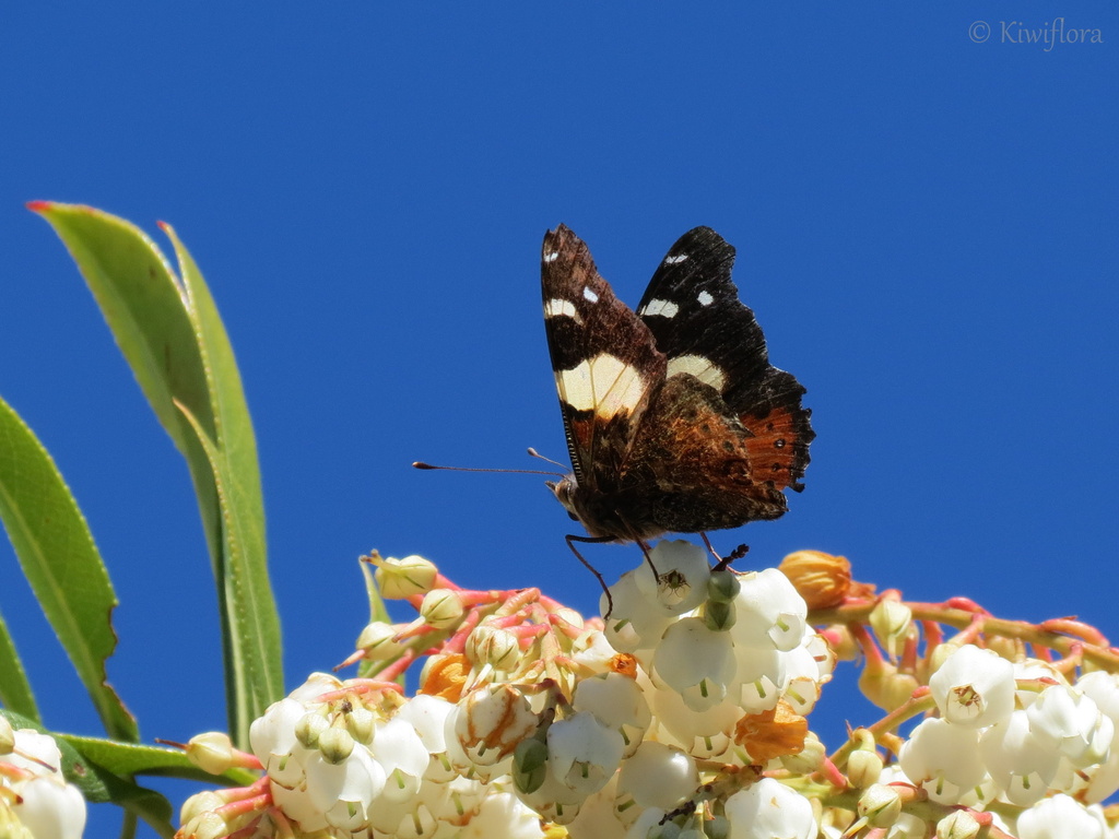 Yellow Admiral Butterfly by kiwiflora