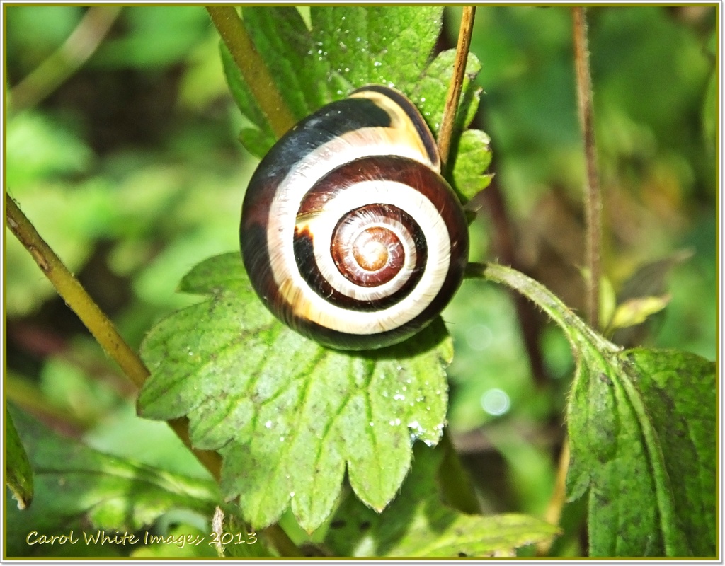Snail by carolmw
