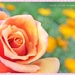 Last Rose Of Summer by carolmw