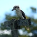 Kookaburra by wenbow