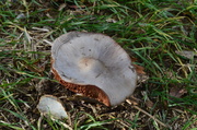 22nd Nov 2013 - Broken Mushroom
