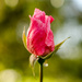 Single rose - 03-11 by barrowlane