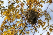 3rd Nov 2013 - Abandoned wasp nest