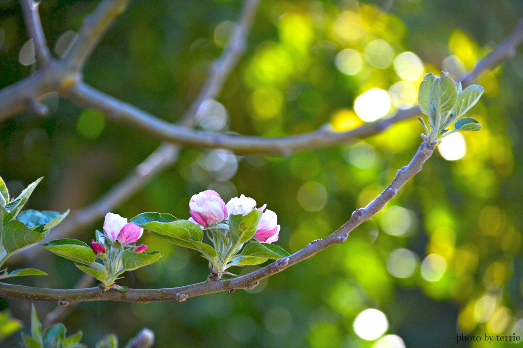 Spring bokeh & blossom by teodw