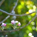 Spring bokeh & blossom by teodw