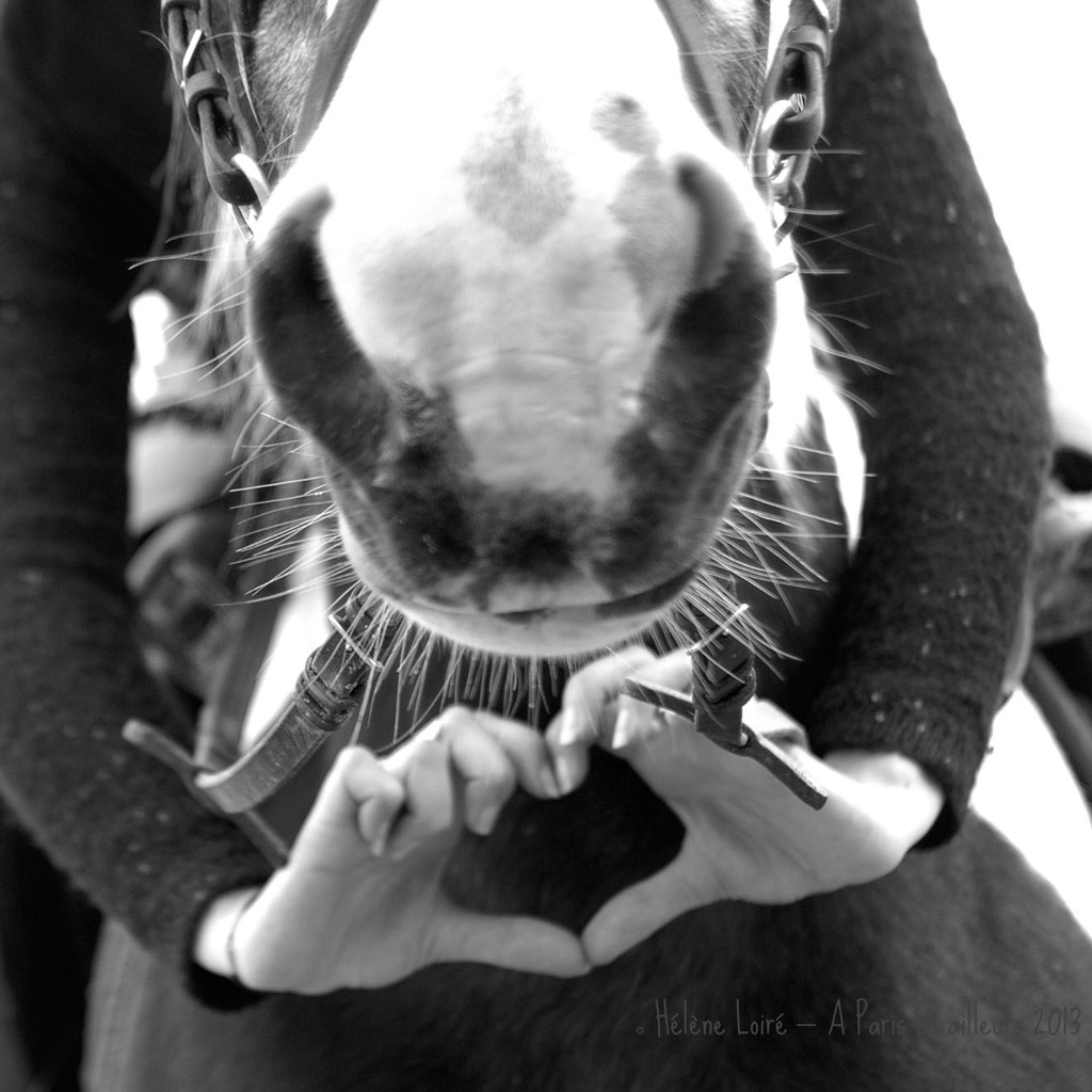 Horse's love by parisouailleurs