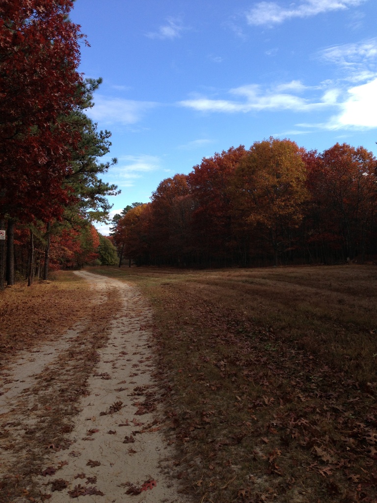 Autumn path by pfaith7