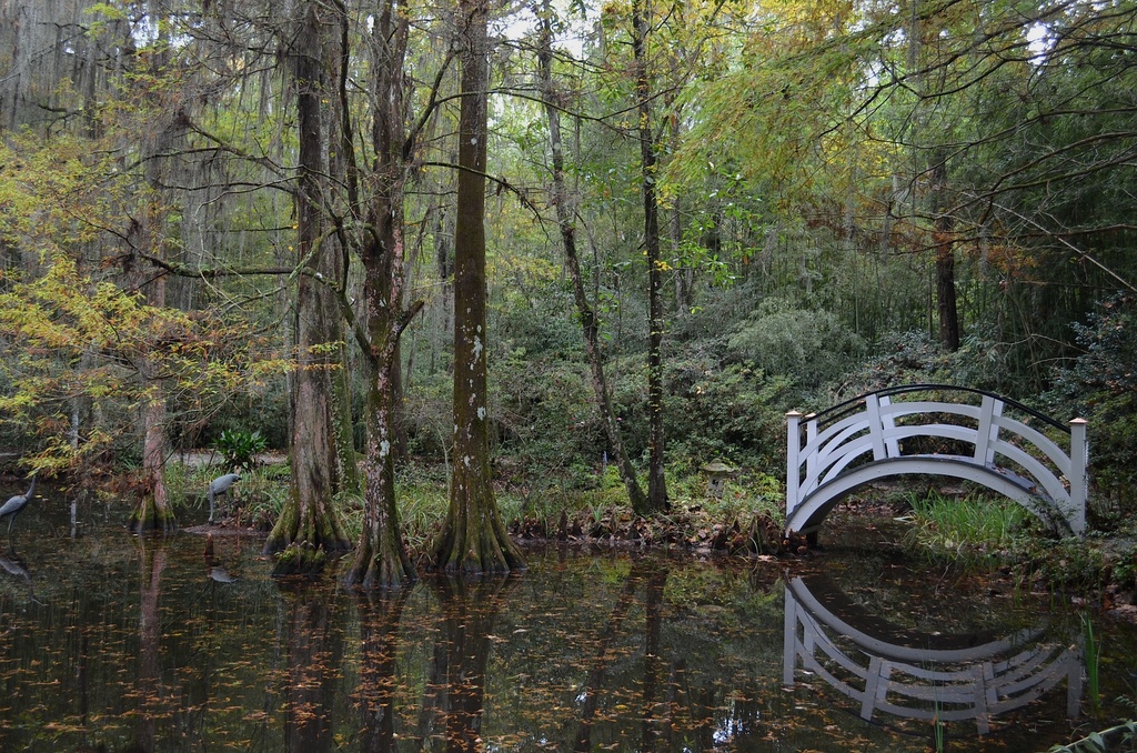 Quiet pool, Magnolia Gardens, Charleston, SC by congaree