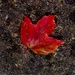 Leaf by filsie65