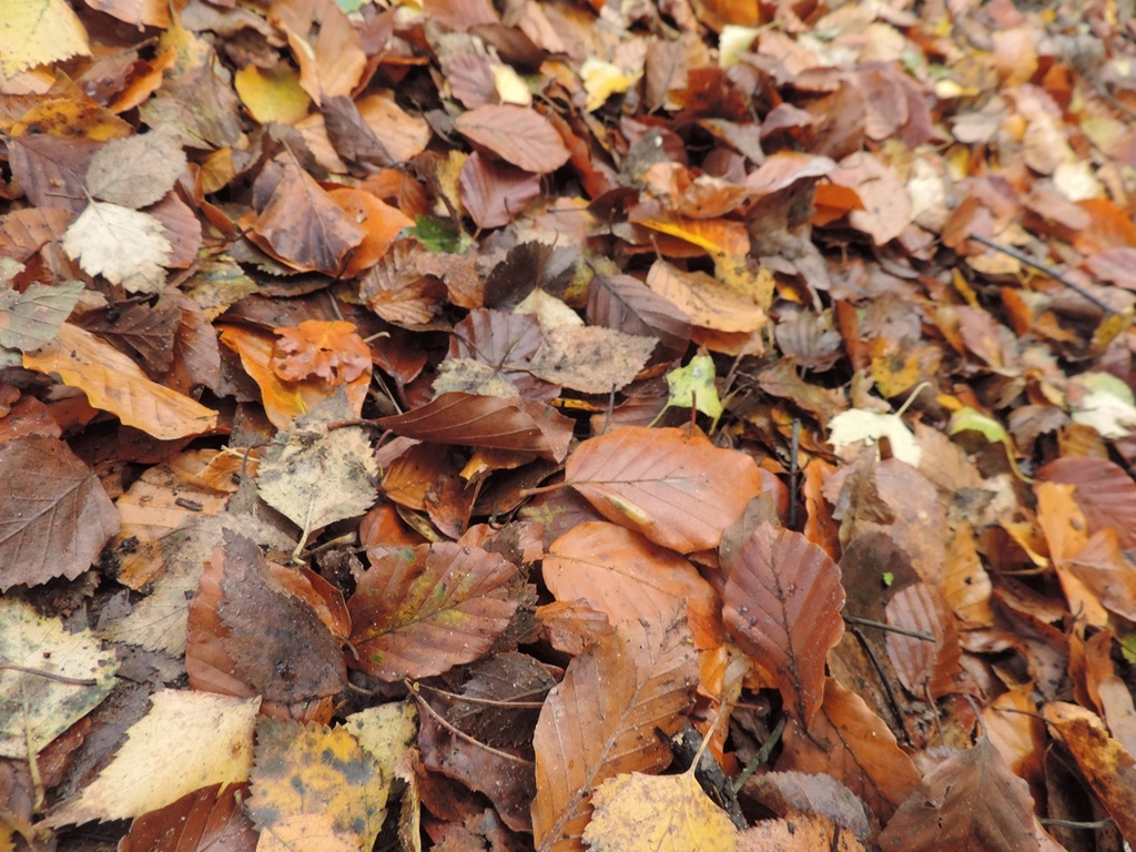 leaf carpet by roachling