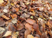3rd Nov 2013 - leaf carpet