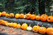 2nd Nov 2013 - Pumpkins