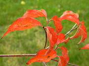 3rd Nov 2013 - Last orange leaves
