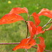 Last orange leaves by homeschoolmom