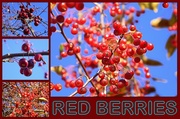 3rd Nov 2013 - Only berries left....