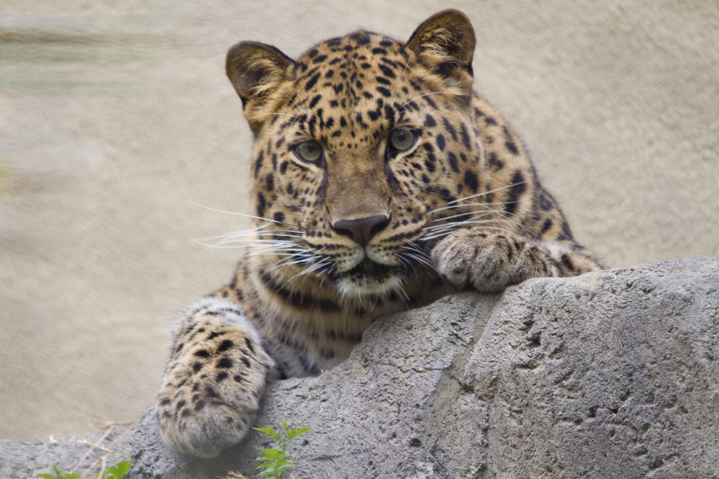 Beautiful Birthday Leopard by helenw2