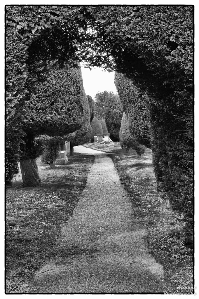 Day 304 - Yew Tree Path by snaggy