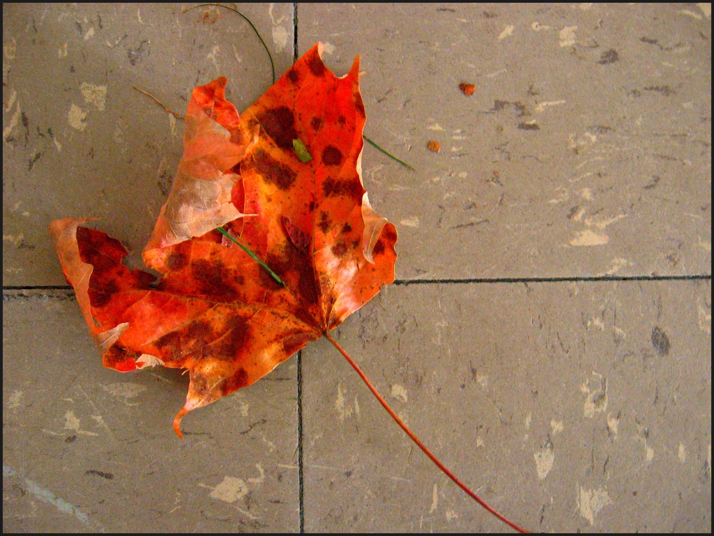 Leaf on the Floor by olivetreeann