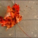 Leaf on the Floor by olivetreeann