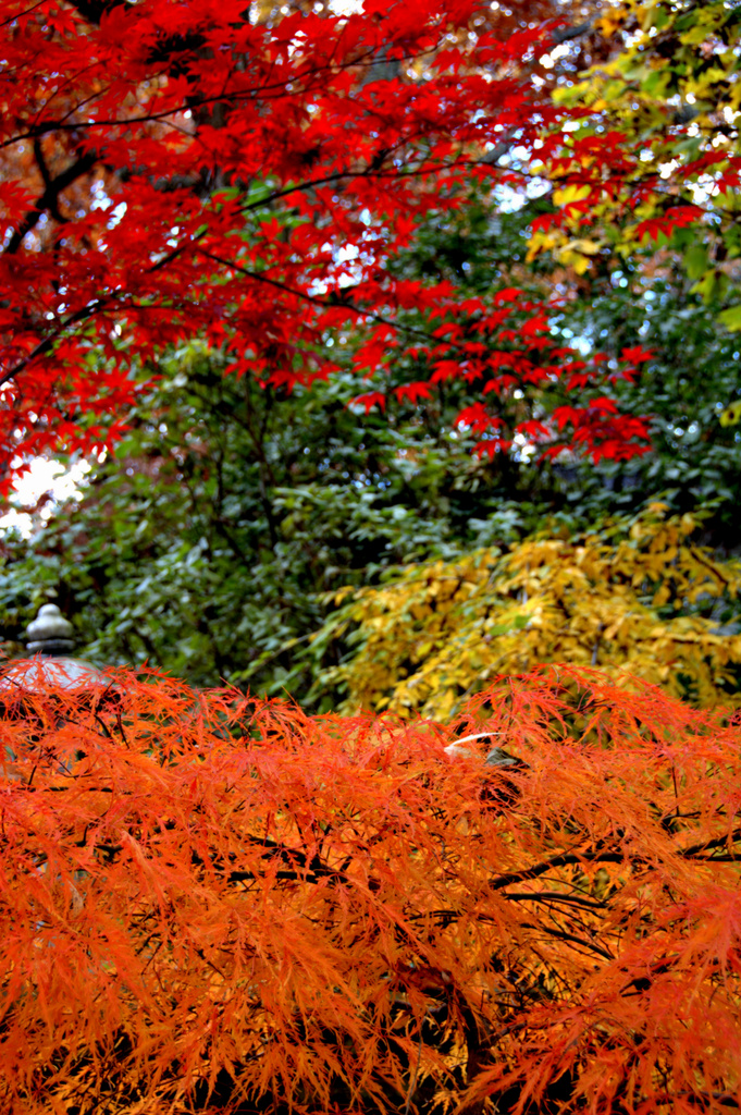 front yard color by vankrey