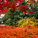 front yard color by vankrey