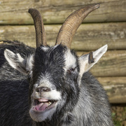 3rd Nov 2013 - gummy goat