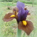 Dutch Iris 'Tigers Eye' by kiwiflora