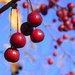 Berry Clusters by homeschoolmom