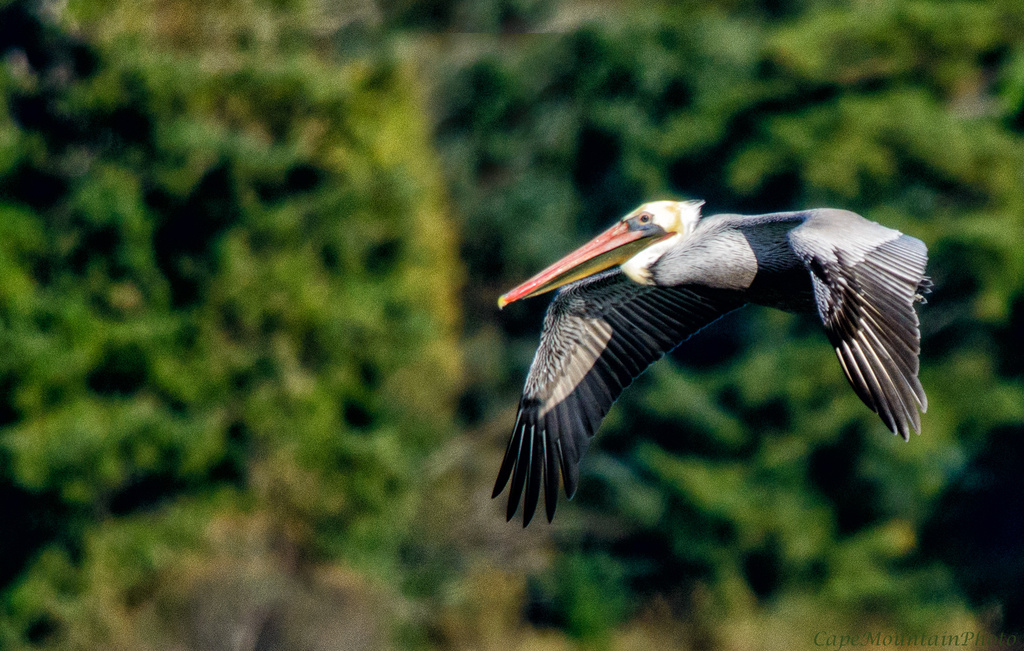 Pelican In Flight  by jgpittenger