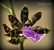 4th Nov 2013 - orchid