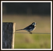 4th Nov 2013 - Pied wagtail