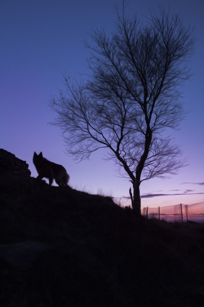 Wolf on Bardon Hill by shepherdmanswife
