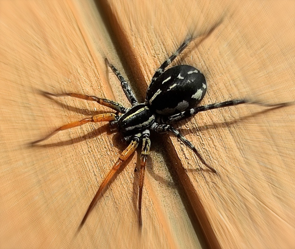 Arachnophobia by maggiemae