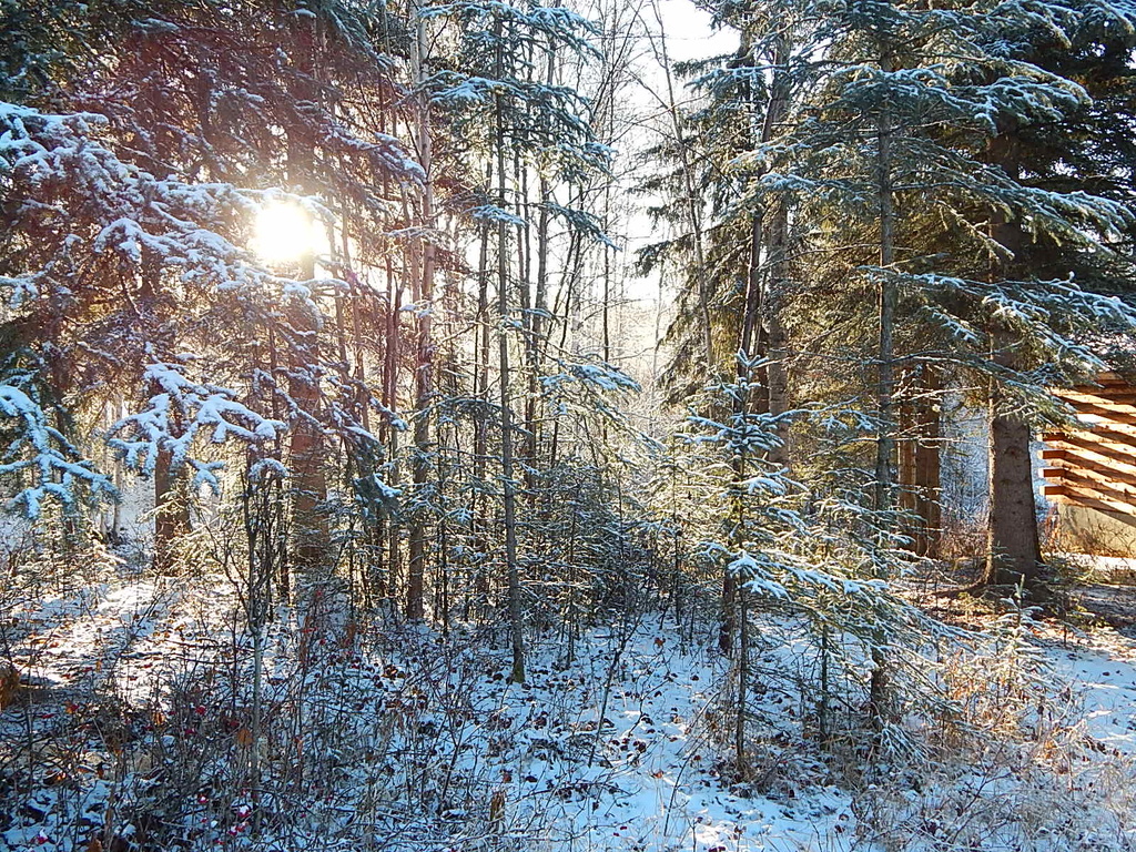 Filtered Winter Sunshine by bjywamer