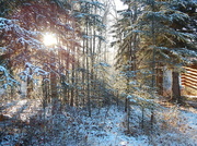 3rd Nov 2013 - Filtered Winter Sunshine