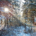 Filtered Winter Sunshine by bjywamer
