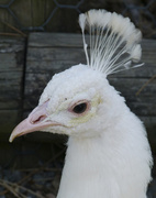 5th Nov 2013 -  Albino peacock close up 