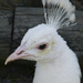  Albino peacock close up  by onewing