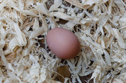 30th Oct 2013 - First Egg